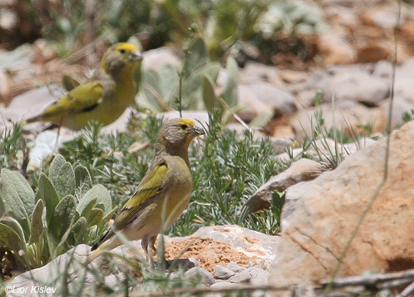 בזבוז לבנון Syrian Serin Serinus syriacus                          הר החרמון,מאי 2008.צלם:ליאור כסלו.                                